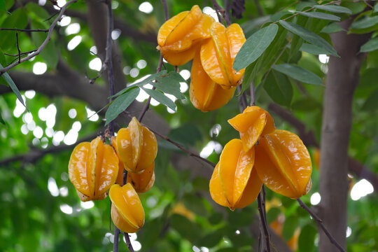 Star fruit or five-corner, binomial name Averrhoa carambola