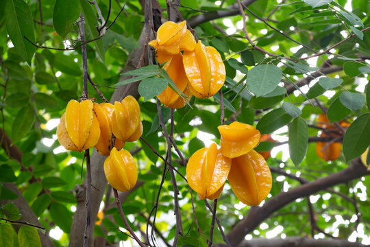 Star fruit or five-corner, binomial name Averrhoa carambola