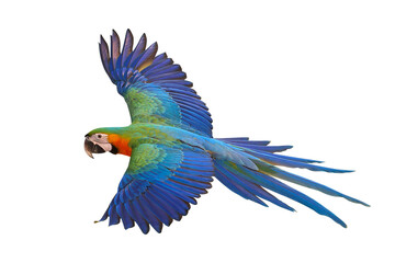 Colorful flying Catalina Macaw parrot isolated on transparent background png file