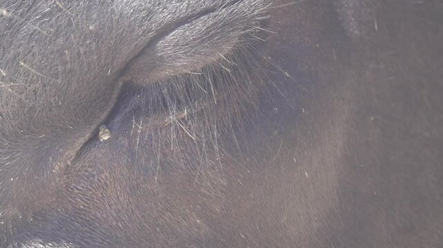 Veterinary science. Cow bothersome muscas (face fly, Musca autumnalis), need long lashes, ears. Flies are harmful to fattening and milk yield, infect eyeworms (Thelazia). Eye cow closeup