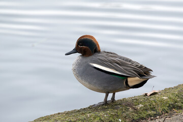 A male common teal (Anas crecca) rests the pond in the winter.
