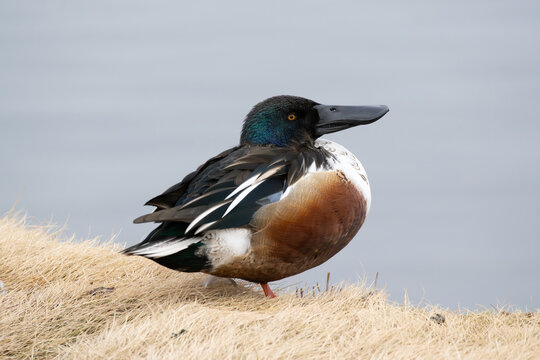Diagonally behind view of a wild male Northern Shoveler near the pond, binomial name Spatula clypeata
