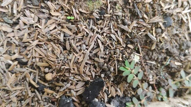 a scene of a small albino millipede walking on the ground with small wild plants around it
