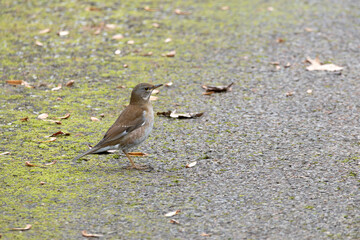 Pale thrush walking on the ground, binomial name Turdus pallidus