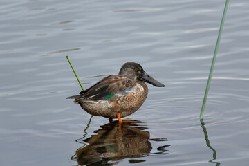 A wild female Northern Shoveler in the pond, binomial name Spatula clypeata.