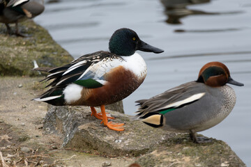 Northern Shoveler, Eurasian teal, Male