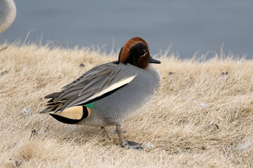 A male common teal (Anas crecca) rests near the pond in the winter.back view.