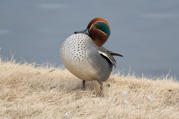 A male common teal (Anas crecca) cowering near the pond in the winter.