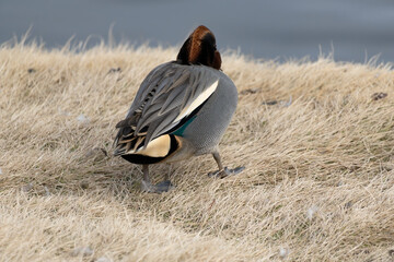 Back view of a male common teal (Anas crecca) resting near the pond in the winter.
