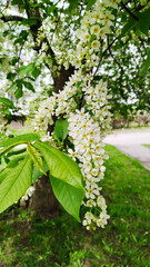 Flowering branches of bird cherry. Spring aroma. Allergy. White flowers. Prunus padus. Hackberry. Hagberry. City park. Mayday tree. Rosaceae family. Ecology. Cut down tree concept. Beauty in nature.