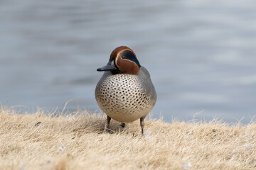 A male common teal (Anas crecca) rests near the pond in the winter.