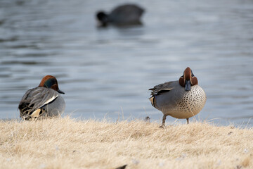 two male common teal (Anas crecca) rests the pond in the winter.