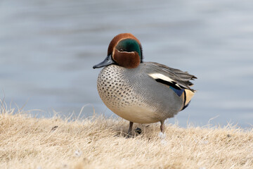 A male common teal (Anas crecca) rests the pond in the winter.