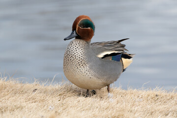 A male common teal (Anas crecca) rests near the pond in the winter.	