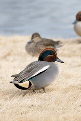 A male common teal (Anas crecca) rests the pond in the winter.