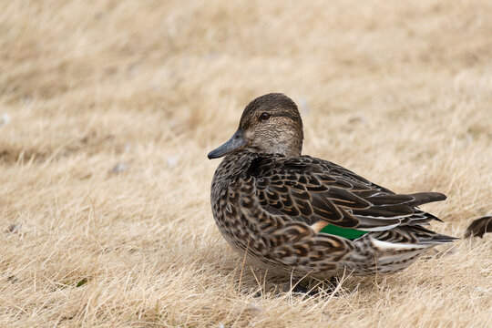 Female Common Teal, Anas crecca, rests near the pond in the winter