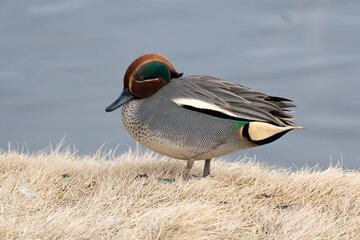 Side view of a male common teal (Anas crecca) resting near the pond in the winter.