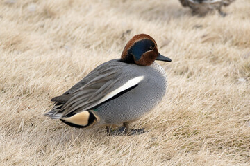 A male common teal (Anas crecca) rests the pond in the winter.