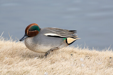 A male common teal (Anas crecca) rests near the pond in the winter.	