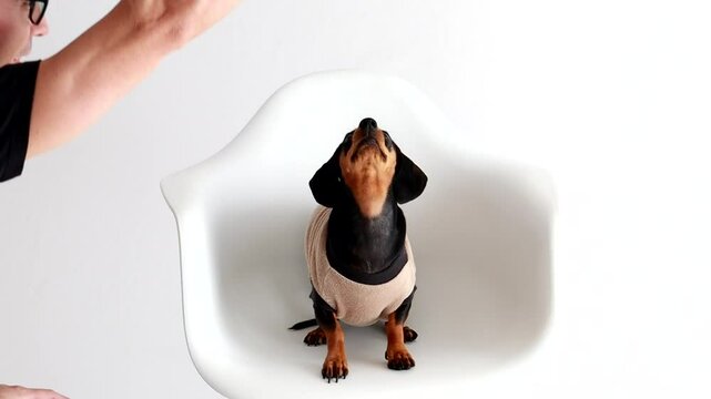 cachorro dom&eacute;stico salsicha ra&ccedil;a  duchshund 