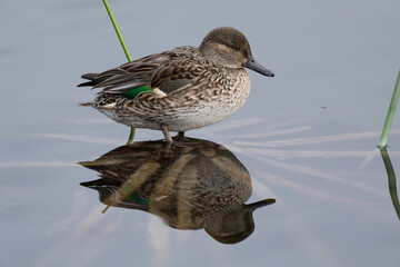 Female Common Teal, Anas crecca, resting in the pond