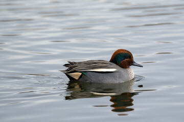 A male common teal (Anas crecca) swims in the pond during the winter.
