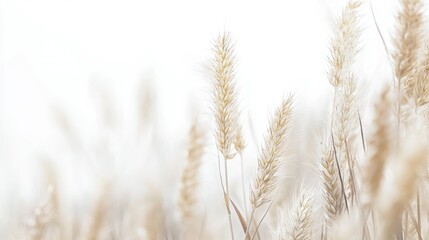 Fototapeta premium Serene Field of Pampas Grass in Soft Light