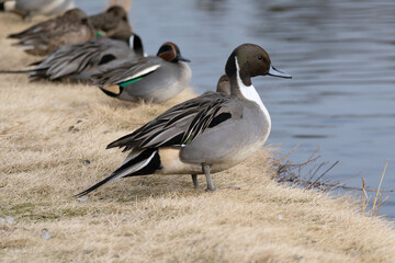 A male Northern pintail (Anas acuta) near the pond