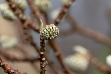 Close-up of Paperbush, binomial name Edgeworthia chrysantha