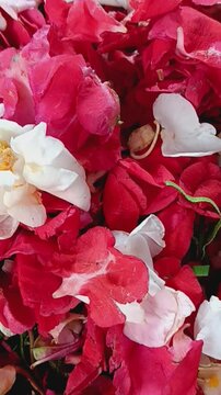 Close up of Impatiens balsamina petals (Pacar air), commonly known as balsam, garden balsam, rose balsam, touch-me-not or spotted snapweed for funeral or memorial service.
