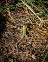 Podacris filfolensis from Malta	

