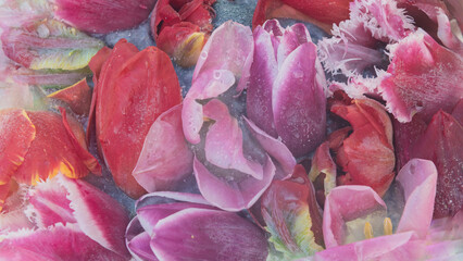 abstract art photo of deep frozen pink and red peony and parrot tulip flowers in milk, water and ice