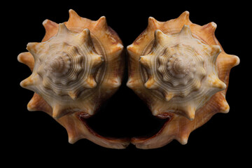 Sea Shell reflection mirror image on black surface
