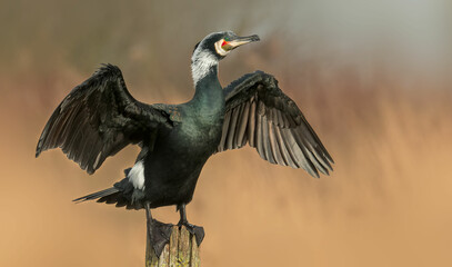 Great Cormorant