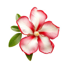 Closeup of a Red and White Adenium Obesum Flower with Green Leaves on a transparent background