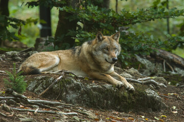 Wolf (Canis lupus). Wolf resting on forest floor between roots. Woodland lair setting. Calm tension.