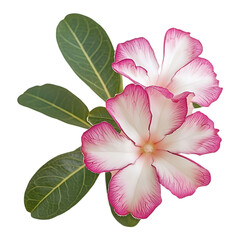 Closeup of Two Pink and White Adenium Obesum Flowers with Green Leaves on a transparent background