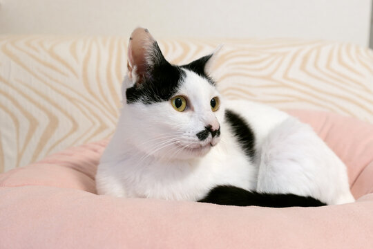 A black-and-white cat is relaxing on a cushion