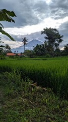 Fototapeta premium Landscape view of Mt Agung volcano and rice paddy fields in Amed, Bali Indonesia