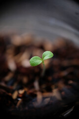 Selective focus, close-up of green seedling.