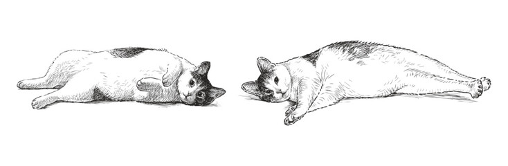 Two cute well-fed domestic cats lying resting, realistic hand drawn vector illustration isolated on white