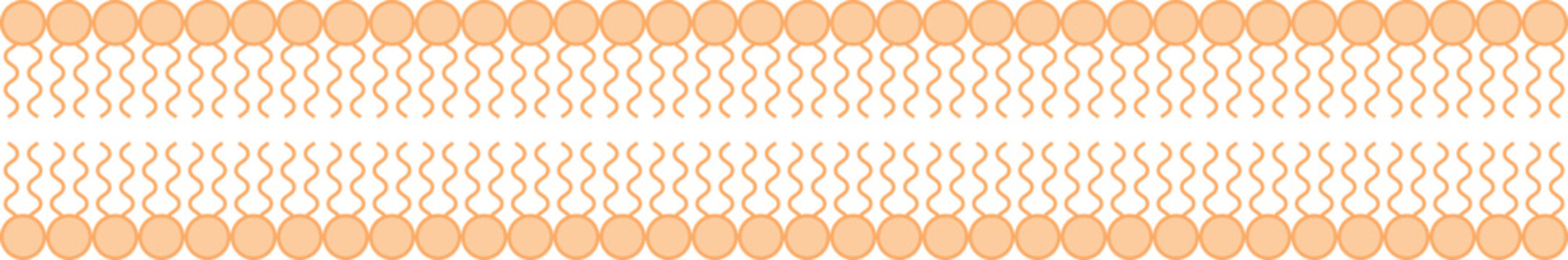 Phospholipid. The double layer of phospholipids in the cell membrane. Cell Membrane Structure. Vector Illustration.