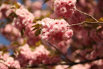 Cherry blossoms in spring. Nature photo.