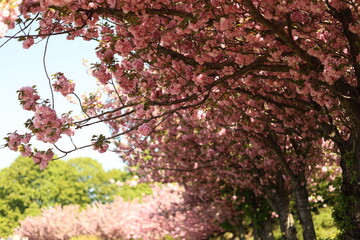 Cherry blossoms in spring. Nature photo.