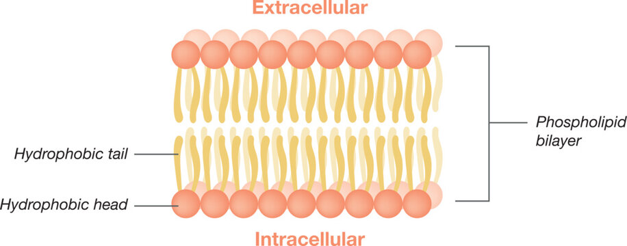 Phospholipid. The double layer of phospholipids in the cell membrane. Cell Membrane Structure. Vector Illustration.