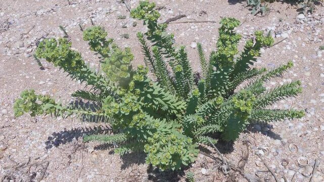 Psammophytic vegetation. Sea spurge (Euphorbia paralias) on the sandy-shell beach of the Sea of Azov. Arabatskaya strelka spit