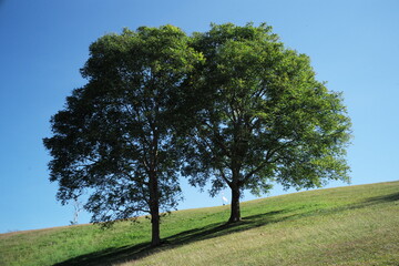 Couple of old big tress grow on the hill with clear blue sky in background