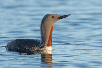 Red-throated diver (Gavia stellata)
