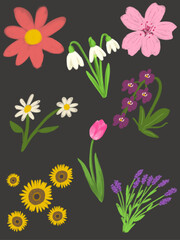 Obraz premium set of colorful flowers