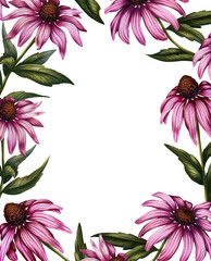 Illustration frame with pink echinacea. Template card with wildflowers in watercolor style illustration. Print with medicinal herbs. Decoration with meadow flowers